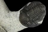 Two Detailed Gerastos Trilobite Fossils - Morocco #119012-7